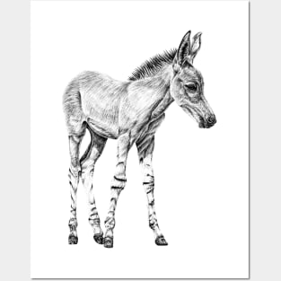 Somali wild ass foal illustration Posters and Art